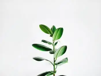 A young potted plant with new leaves