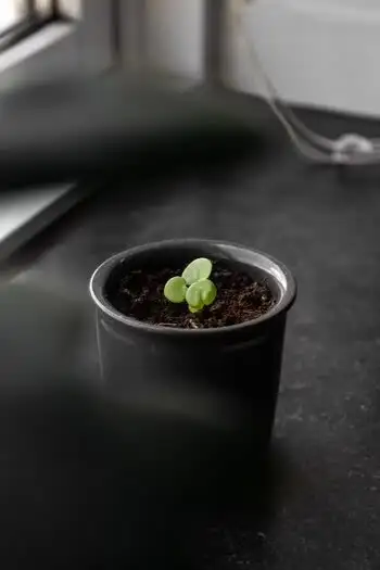 A seedling just beginning to sprout in a small pot